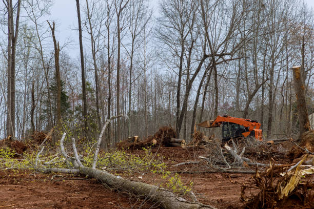 Best Commercial Tree Services  in Gibson City, IL