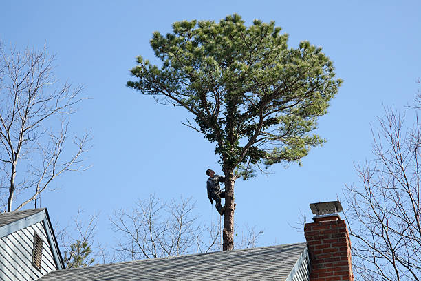 Best Root Management and Removal  in Gibson City, IL